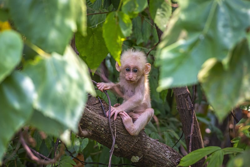 Rainforest Adventures