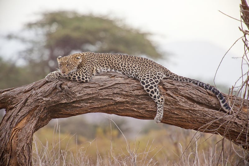 Safari Expedition